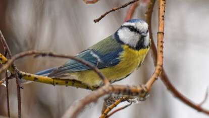 Погода в Днепре январь