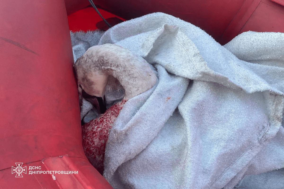 Порятунок лебедя