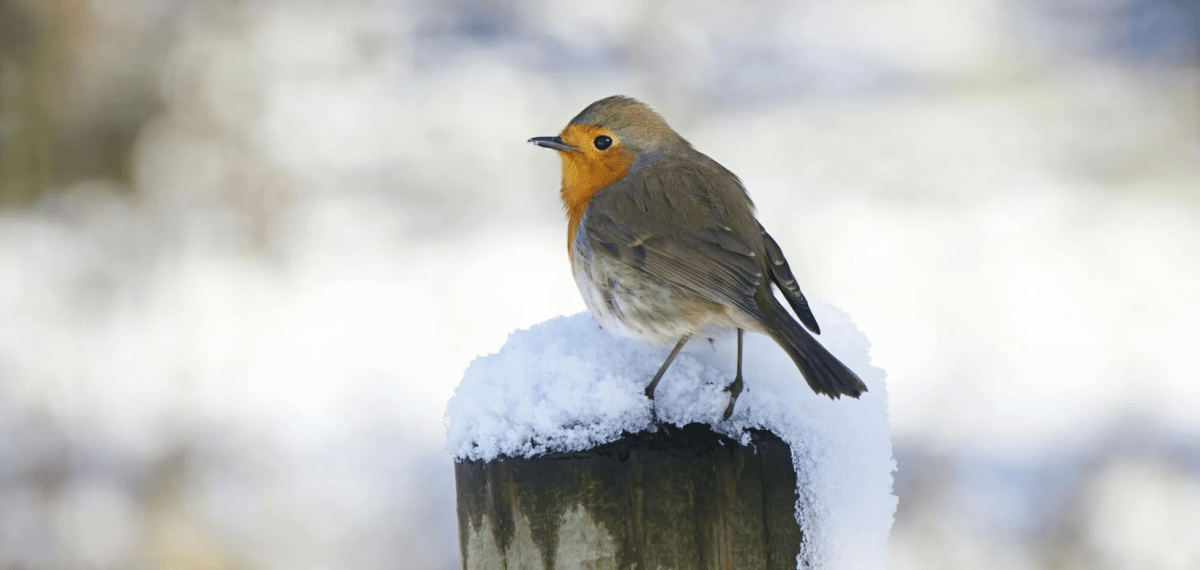 Погода в Днепре февраль