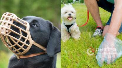 Штрафы за выгул собак без намордника