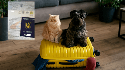 Пересечение границы с домашними животными 2026