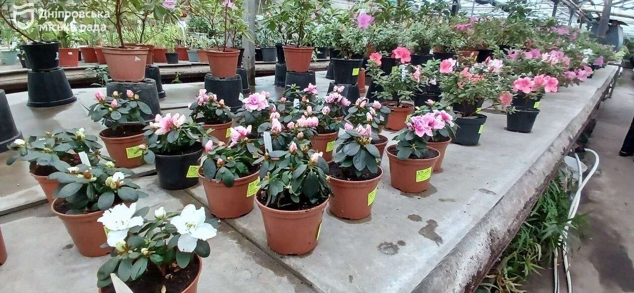 Квіти на 8 березня у Дніпрі: містянам нагадали про заборону