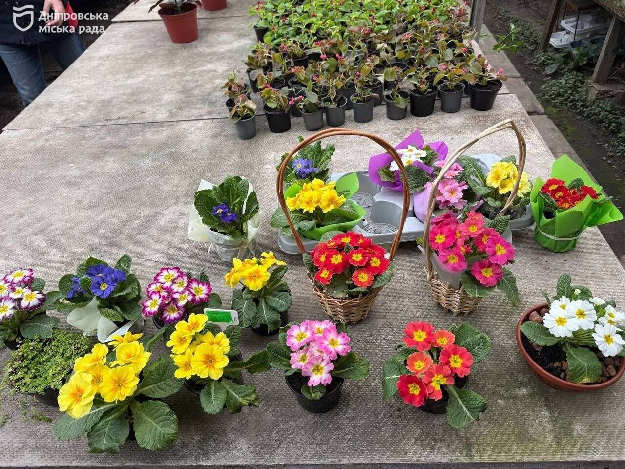 Цветы на 8 марта в Днепре: горожанам напомнили о запрете
