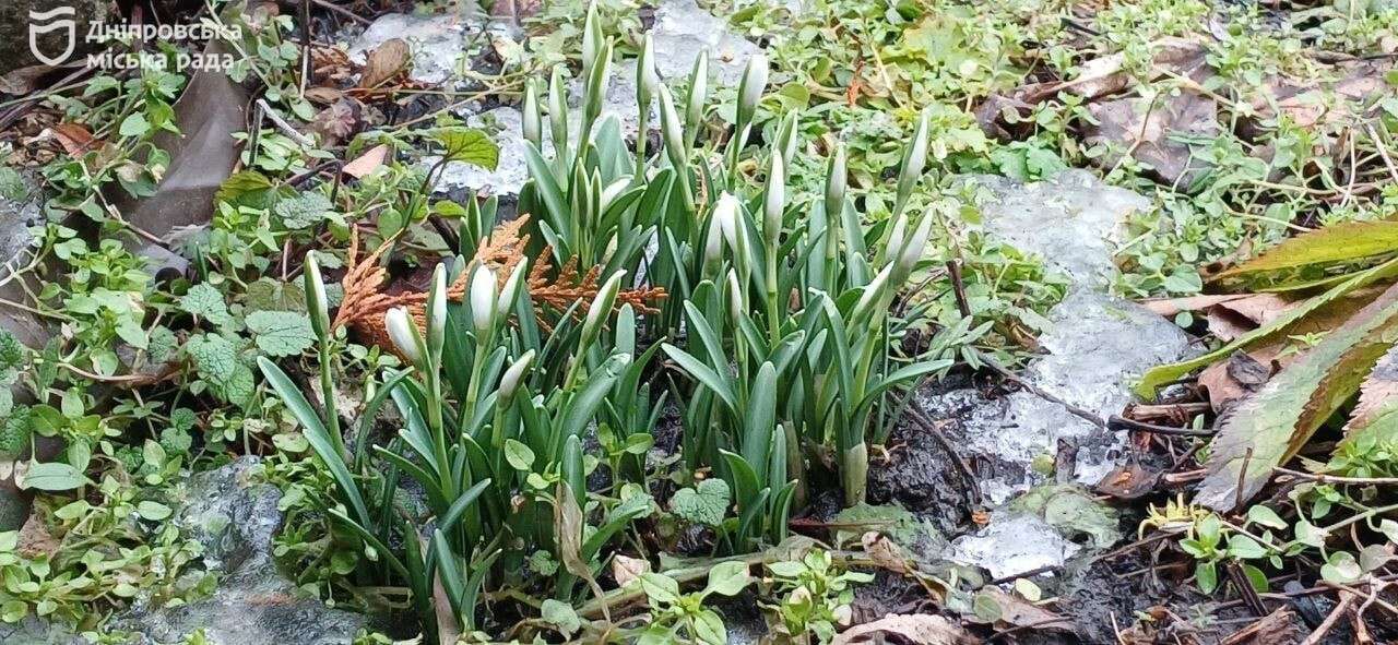 Цветы на 8 марта в Днепре: горожанам напомнили о запрете