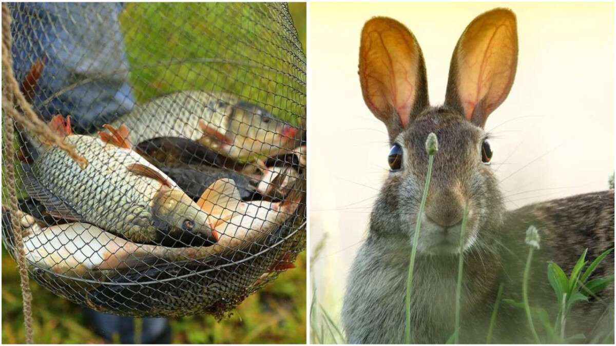 На Днепропетровщине запретят рыбачить и громко отдыхать в лесах