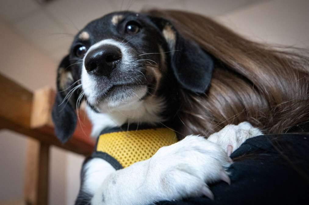 Захист тварин при обстрілах