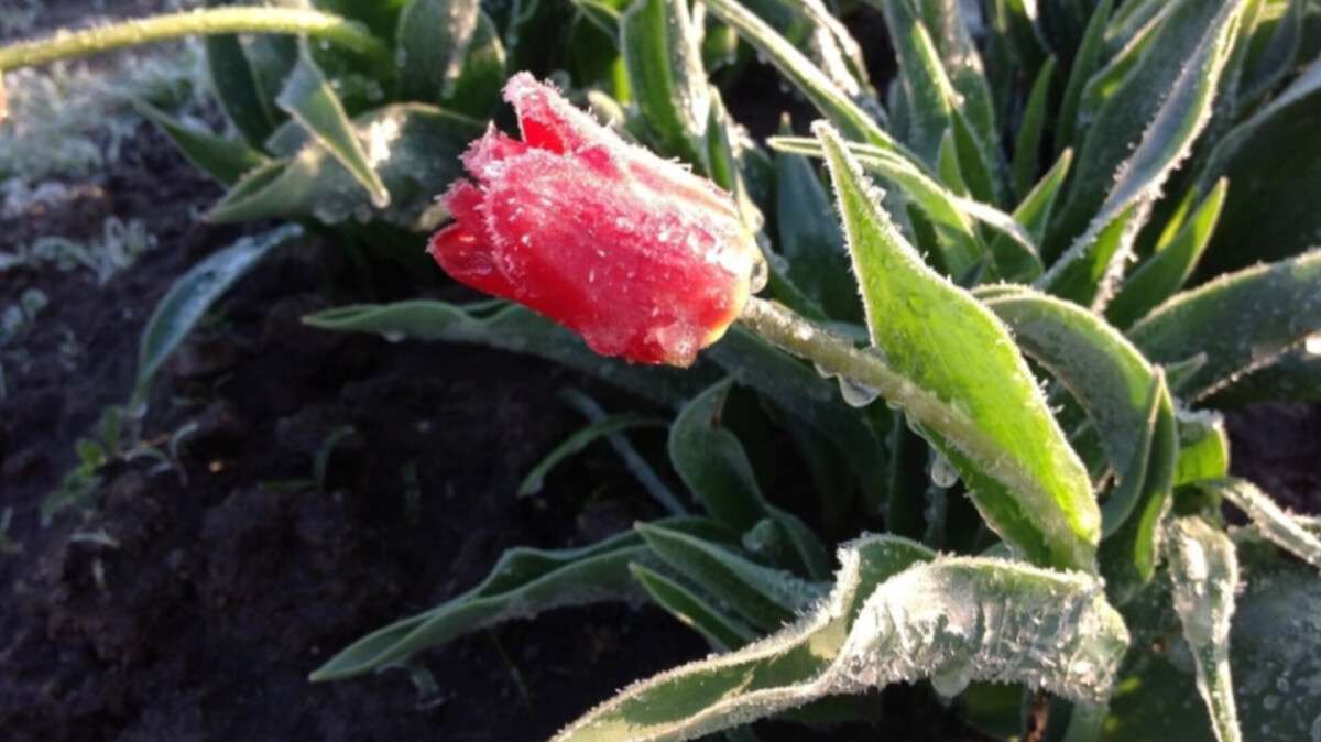 Погода в Днепре 7–12 апреля: ожидаются заморозки