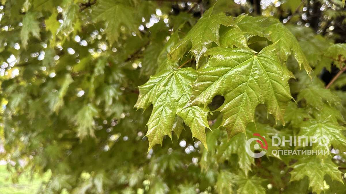 Погода в Днепре дождь