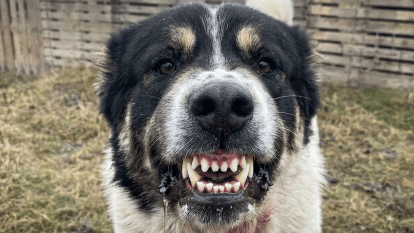 Активисты сорвали незаконные собачьи бои в Днепропетровской области