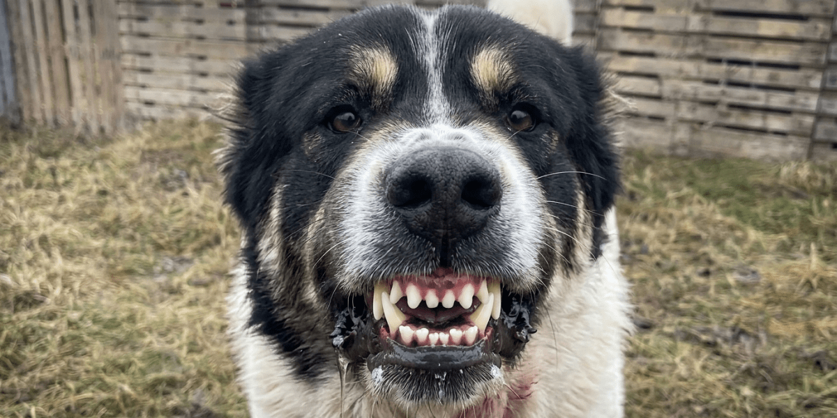 Активісти зірвали незаконні собачі бої на Дніпропетровщині