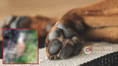 Тела застреленных собак обнаружили в СТ «ДНІПРО-2»: что говорят в полиции