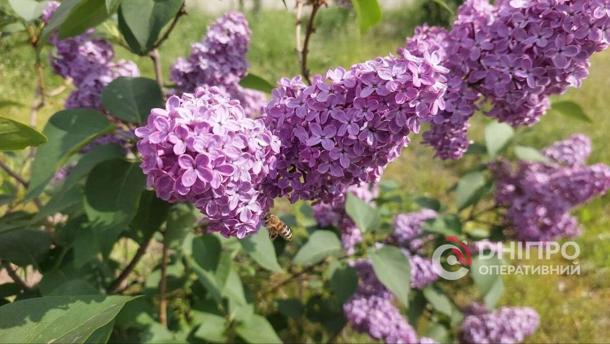 Коштовний весняний настрій: дніпрянам загрожує чималий штраф за зірваний бузок
Травень в Україні традиційно асоціюється з ароматом бузку та ніжними весняними квітами. Проте бажання принести додому букет із парку чи…
