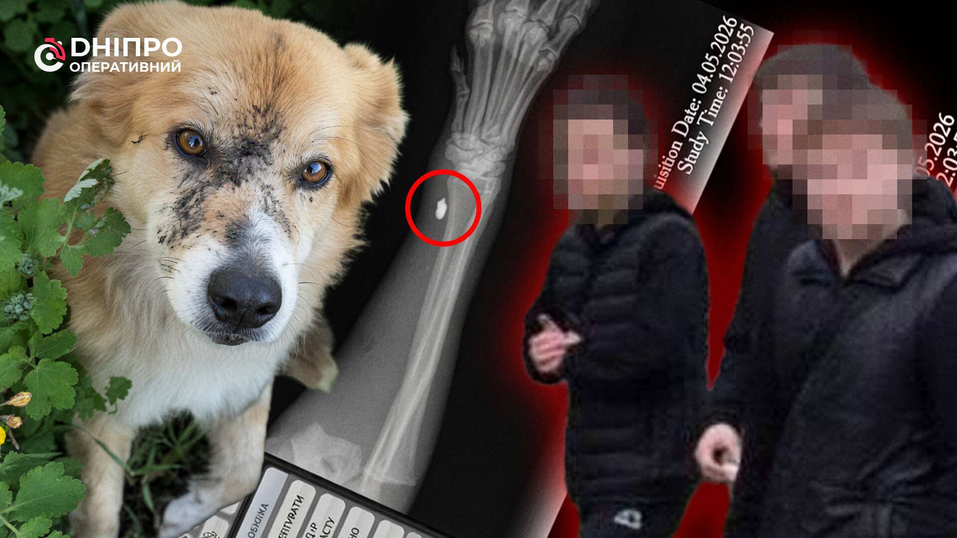 Кулі в лапах і страх у сусідів: що відомо про скандал із підлітками на Березанівці
Стріляли зі зброї по собаках. Такий жахливий інцидент стався у Березанівці. В жорстокому нападі місцеві підозрюють трьох підлітків. Що кажуть…