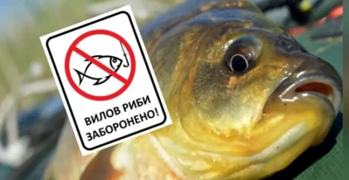 Нерестова заборона на Дніпрі: де категорично заборонено рибалити та які штрафи за використання човна
Навесні 2026 року для рибалок на Дніпрі діють особливі правила, пов’язані з періодом нересту риби. Тимчасові обмеження запроваджують для збереження…