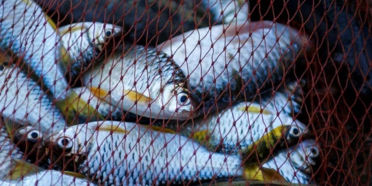 Незаконний вилов риби сітками: кримінальні провадження за браконьєрство під час нересту
В Україні триває весняно-літня нерестова заборона — важливий період для відновлення популяції водних біоресурсів. Попри регулярні попередження рибоохоронних служ
