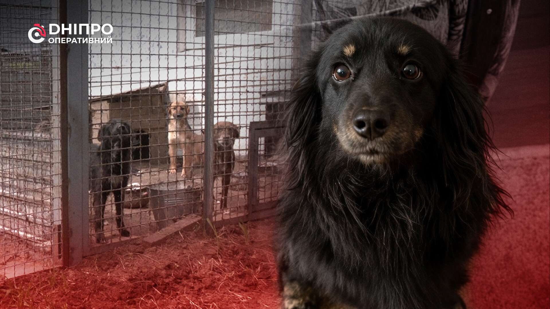 В Обухівці жорстоко вбили домашню собаку, зоозахисники вимагають розслідування
У селищі Обухівка неподалік Дніпра розгорівся скандал через загибель домашньої собаки. Господарка тварини переконана, що її улюбленицю жорстоко вбили, а…
