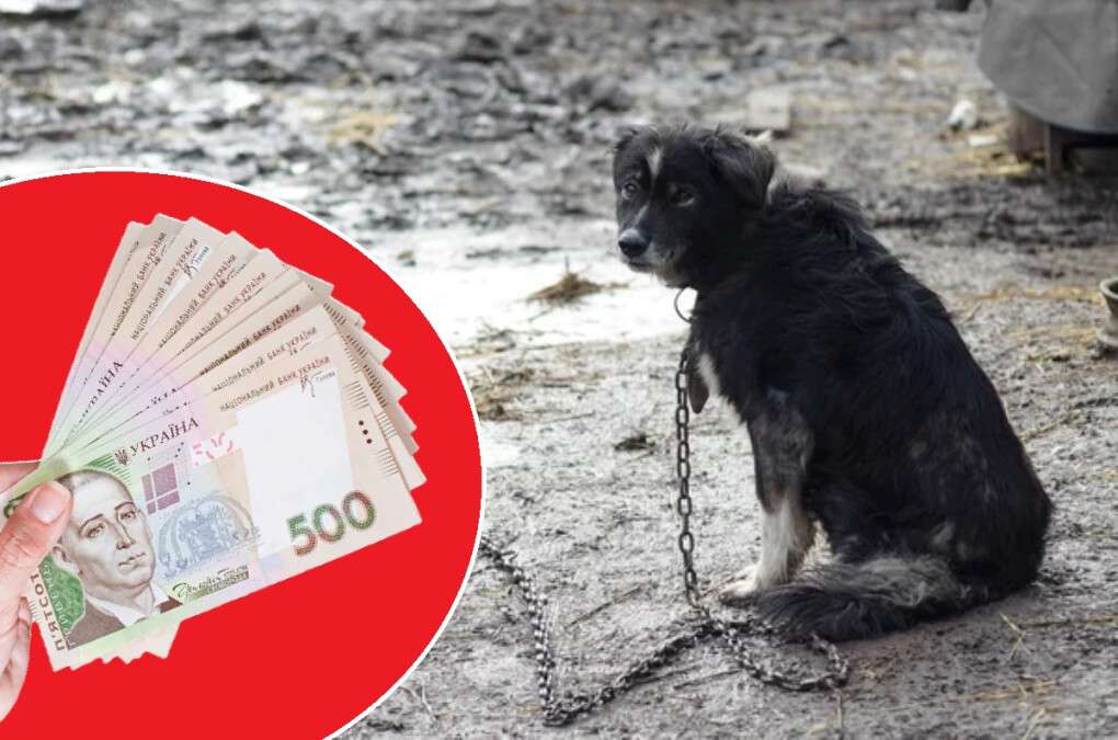 Штрафы для владельцев собак 2026
