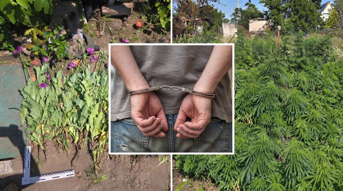 Мешканцю Дніпропетровщини загрожує в’язниця через «урожай» на власному городі