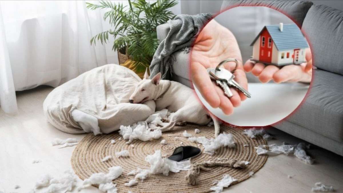 Оренда житла в Дніпрі: коли власник може не повернути заставу
Орендуючи квартиру в Дніпрі, мешканці часто мають заплатити не лише за перший місяць проживання, а й додаткову суму як заставу.…