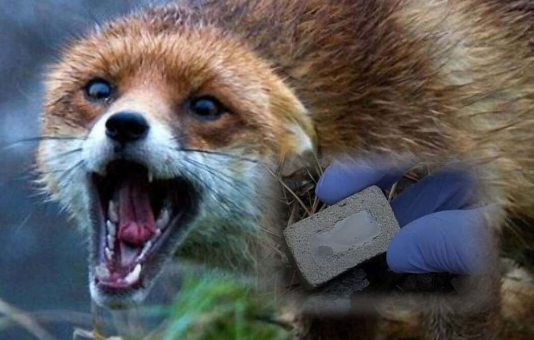 Принади з вакциною від сказу