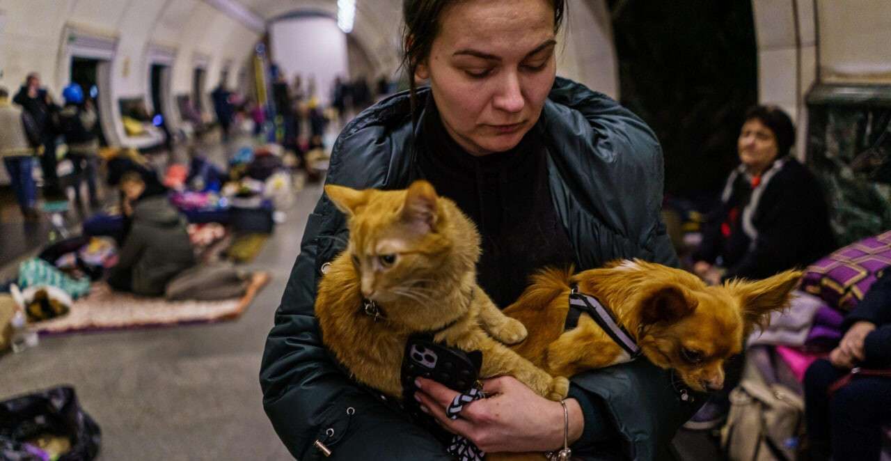 Эвакуация домашних животных: правила безопасности и действия в укрытии