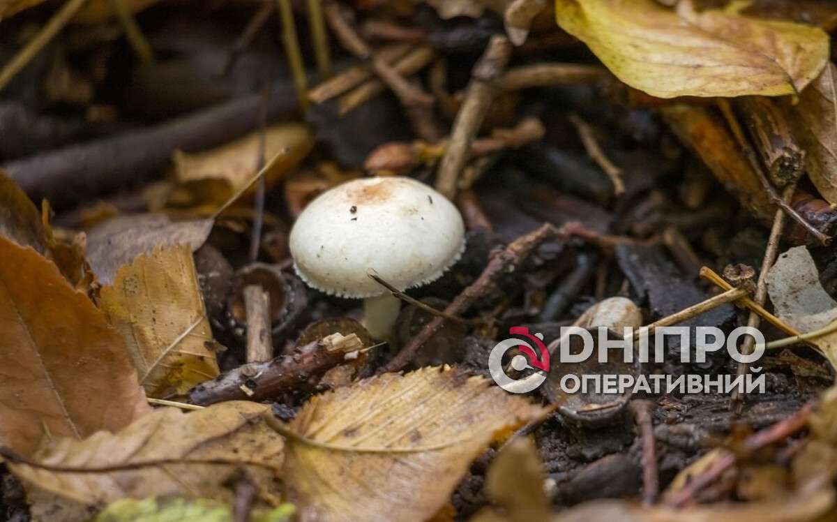 Прогноз погоди у Дніпрі на сьогодні, 29 жовтня 2026
У четвер, 29 жовтня, у Дніпрі протягом усього дня небо буде затягнуте хмарами, проте дощу не очікується. Ранок буде прохолодним,…